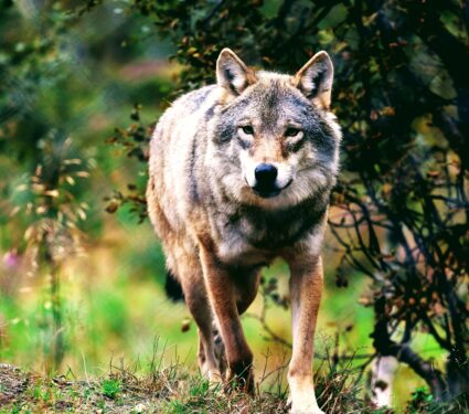 Norwegian-wolf.jpg
