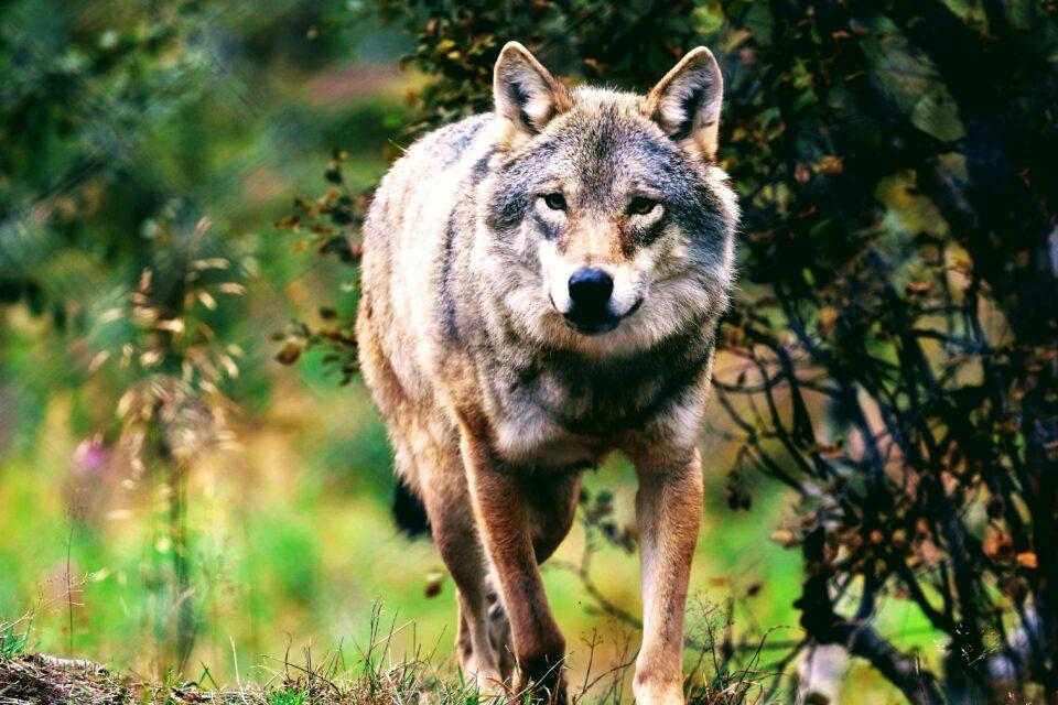 It's official: Humans killed off the Norwegian wolf