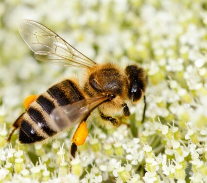 Western-honey-bee.jpg