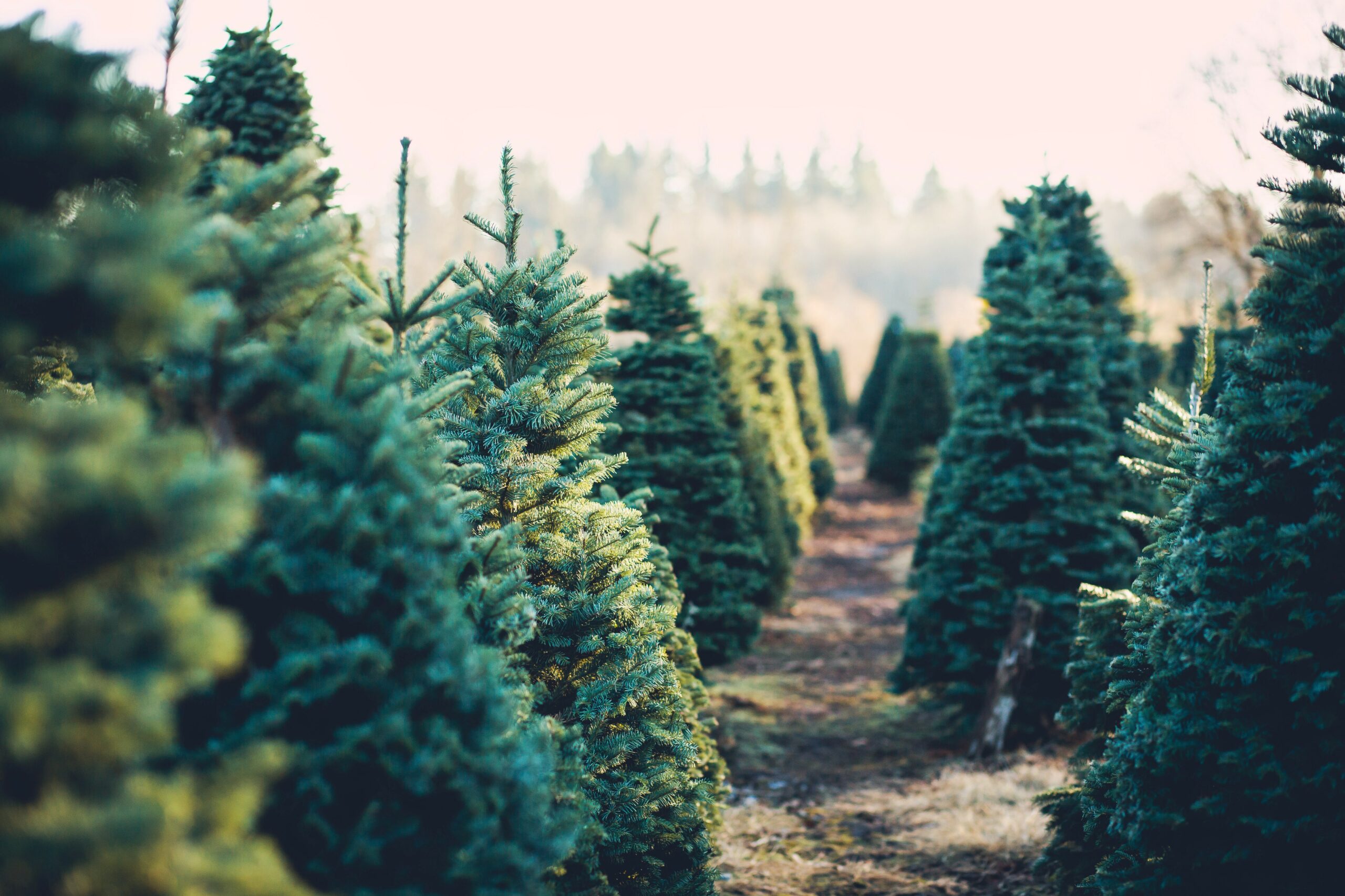 Christmas-trees.jpg