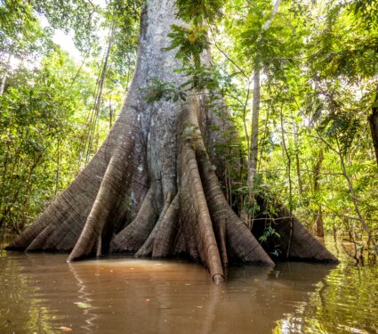 Amazon-tree.jpg