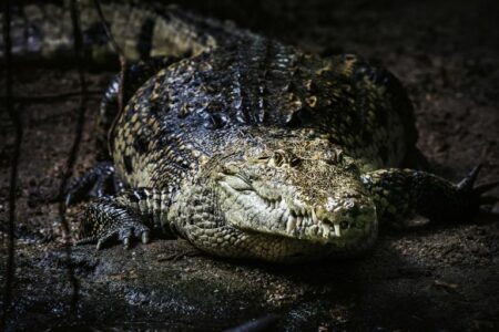 2021/12/American-crocodile-768w.jpg