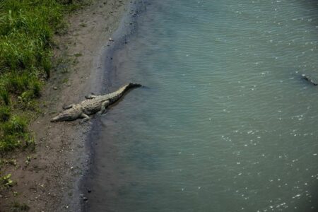 2021/12/American-crocodile-in-Costa-Rica-768w.jpg