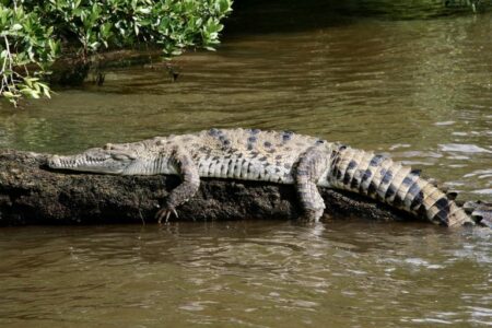 2021/12/American-crocodile-on-a-branch-768w.jpg
