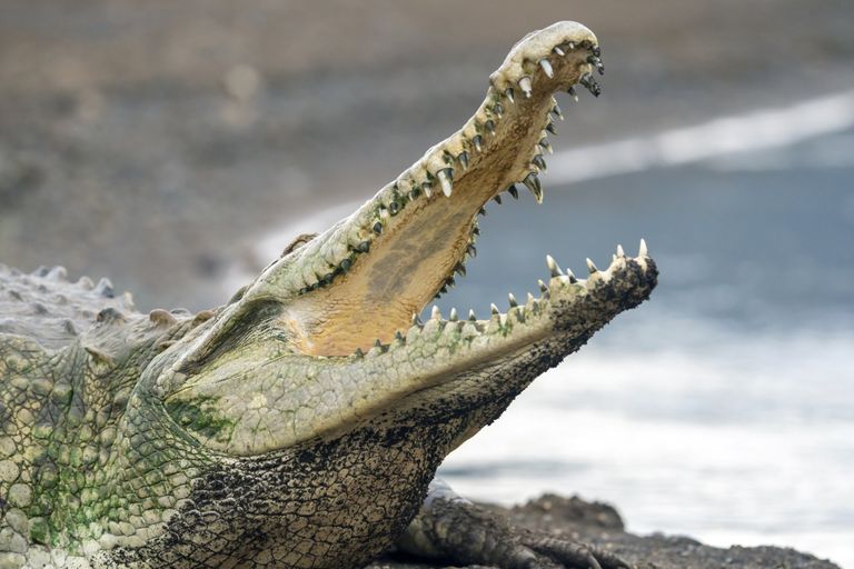 Croc Genes