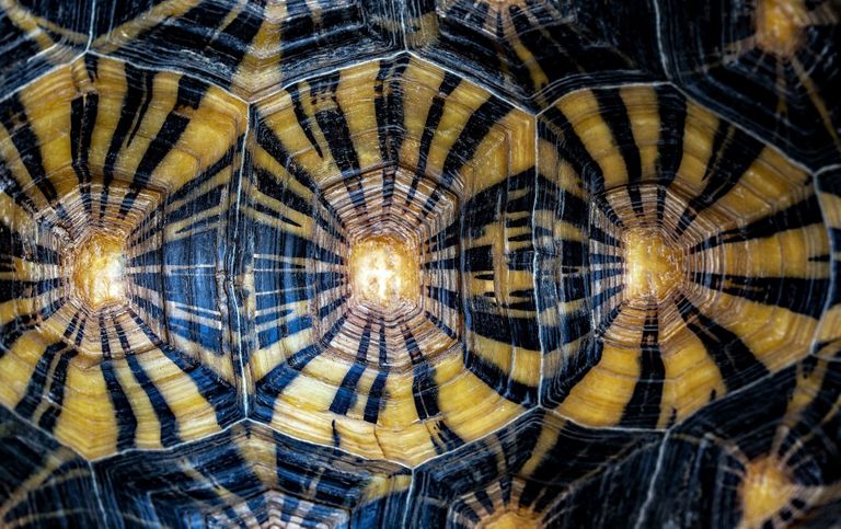 Unique Shells
