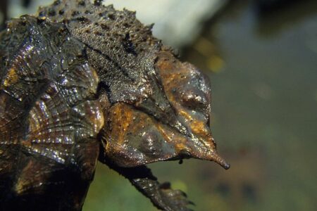 2021/12/mata-mata-turtle-head-768w.jpg