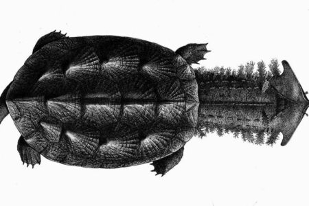2021/12/mata-mata-turtle-illustration-768w.jpg