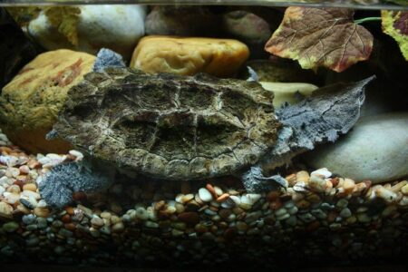 2021/12/mata-mata-turtle-in-captivity-768w.jpg