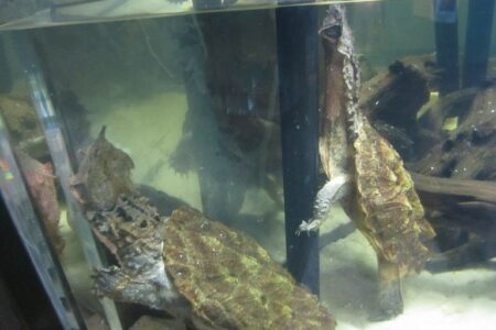 2021/12/mata-mata-turtle-in-tank-768w.jpg