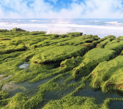 Seaweed.jpg