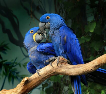 Wildlife.jpg