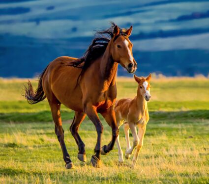Wild-Horse.jpg