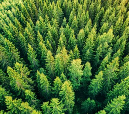 Forest-infestations.jpg