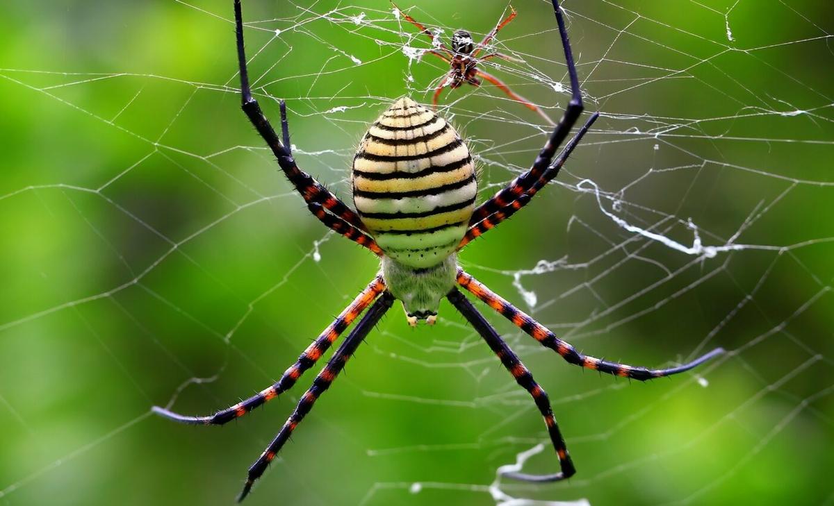 Scientists explain spiders’ complex mating choreography
