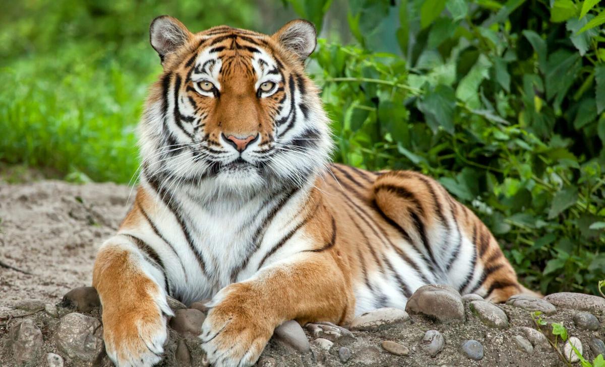 More tigers are in farms than in the wild