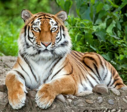Tigers.jpg