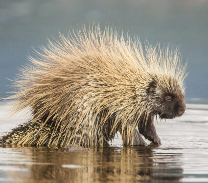 North,American,Porcupine,Erethizon,Dorsatum,In,Water,In,Teslin,,Yukon,