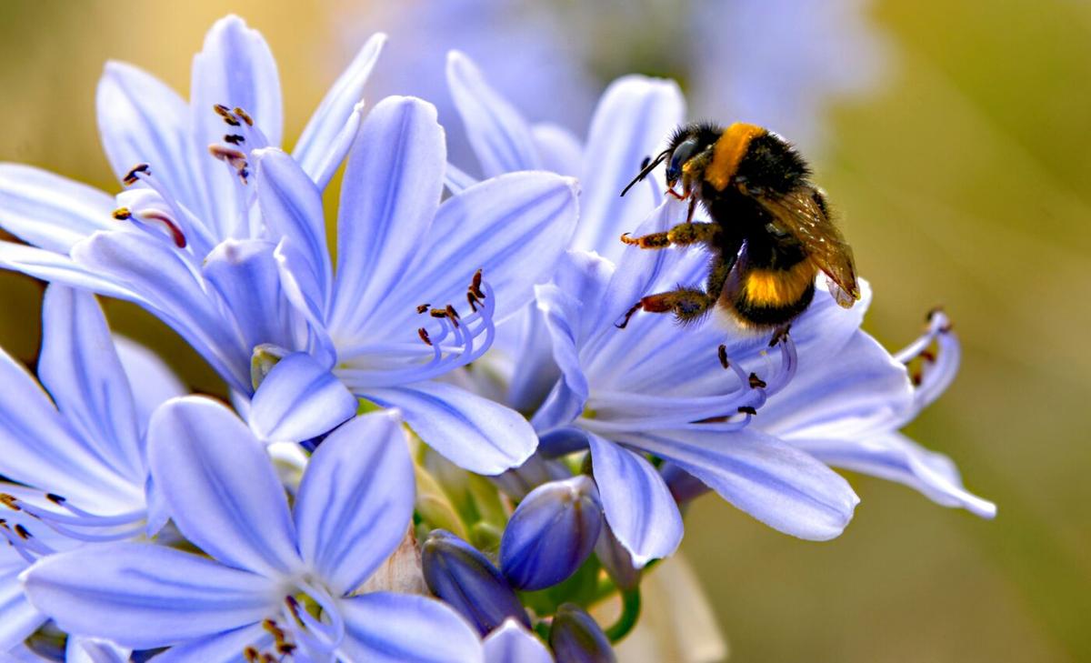 Bumblebees don’t waste time on the details