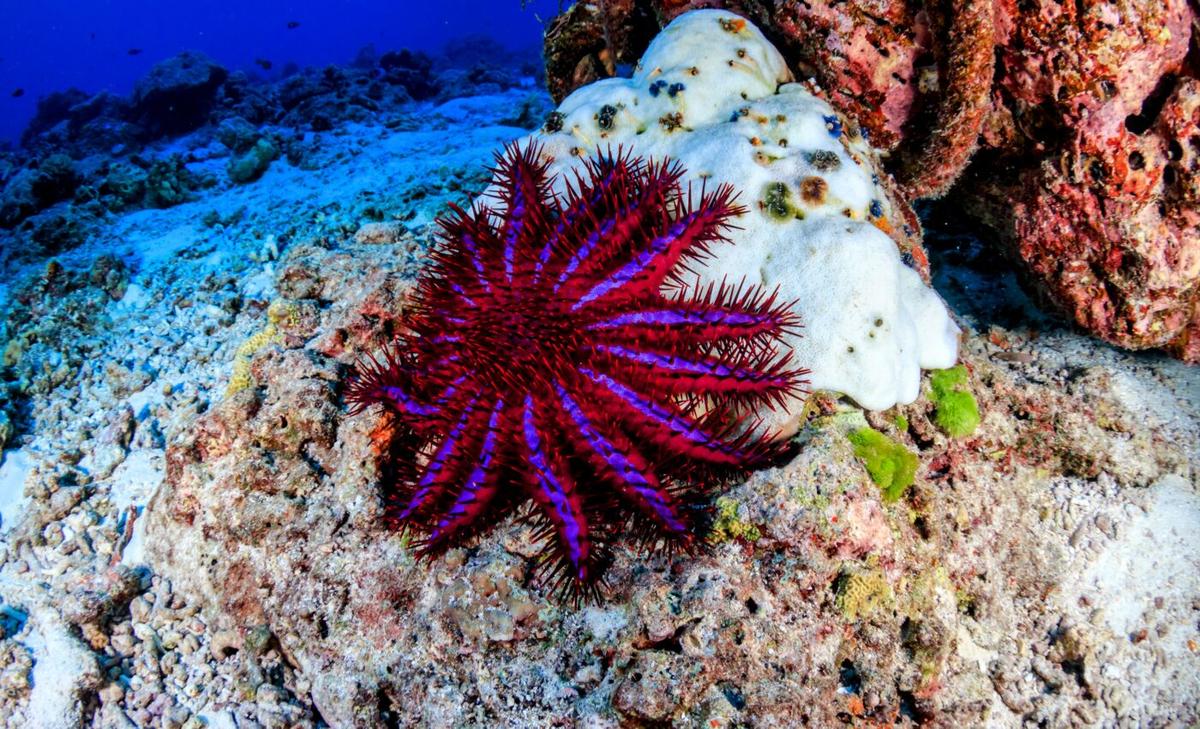 Fish protect corals by feeding on crown-of-thorns starfish