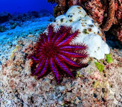 Crown-of-thorns-starfish.jpg