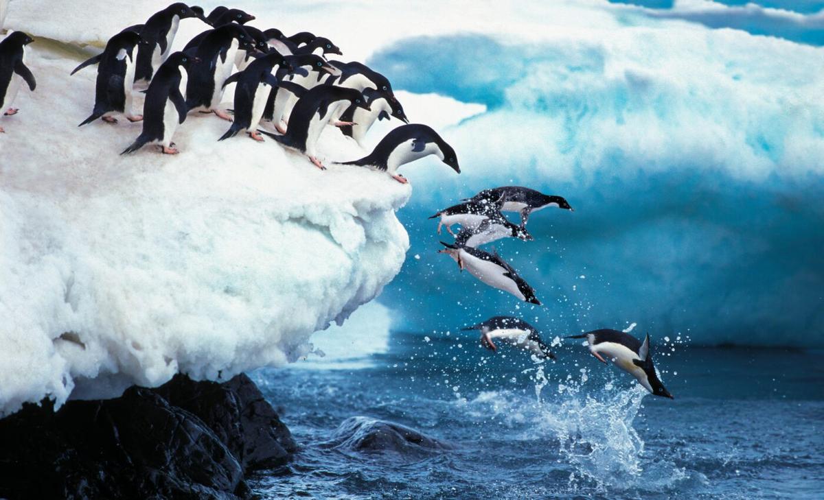 Penguins are more mobile, and more threatened, than expected