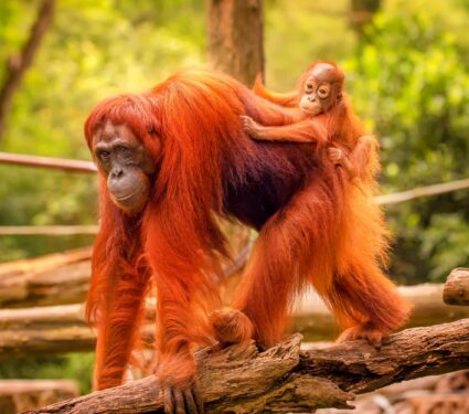 Orangutan-mothers.jpg