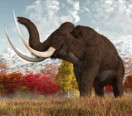 A,Shaggy,Woolly,Mammoth,Stands,In,The,Long,Grass,Of