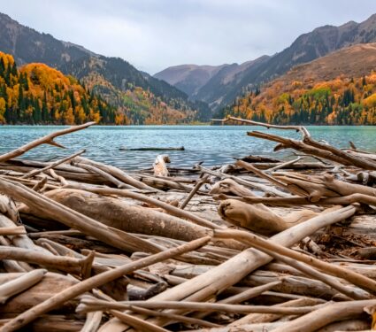 Driftwood2.jpg