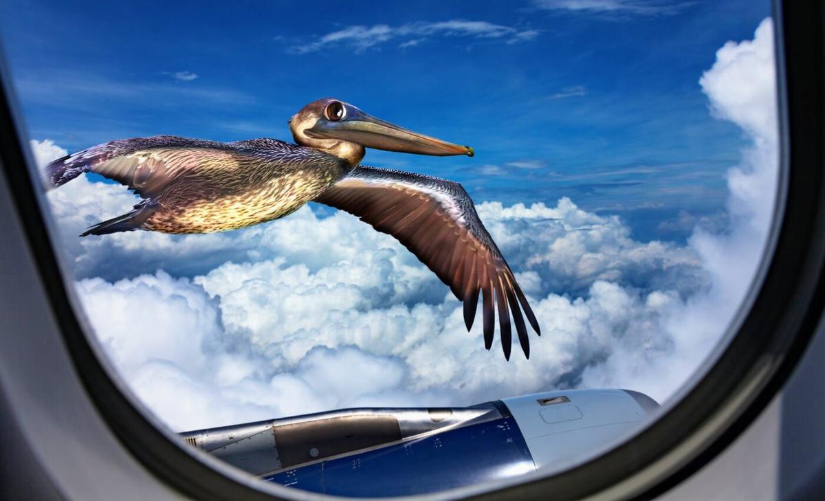 Windows are a transparent threat to birds