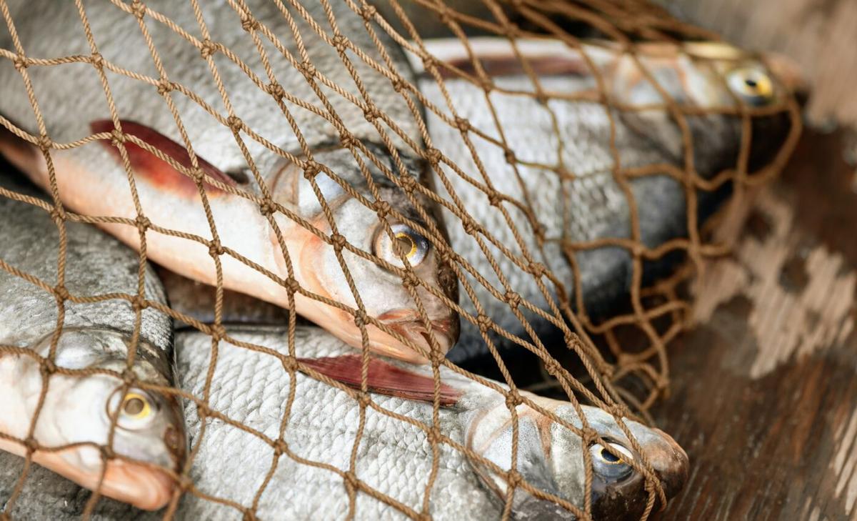 The U.S. must put an end to illegal fishing and seafood fraud