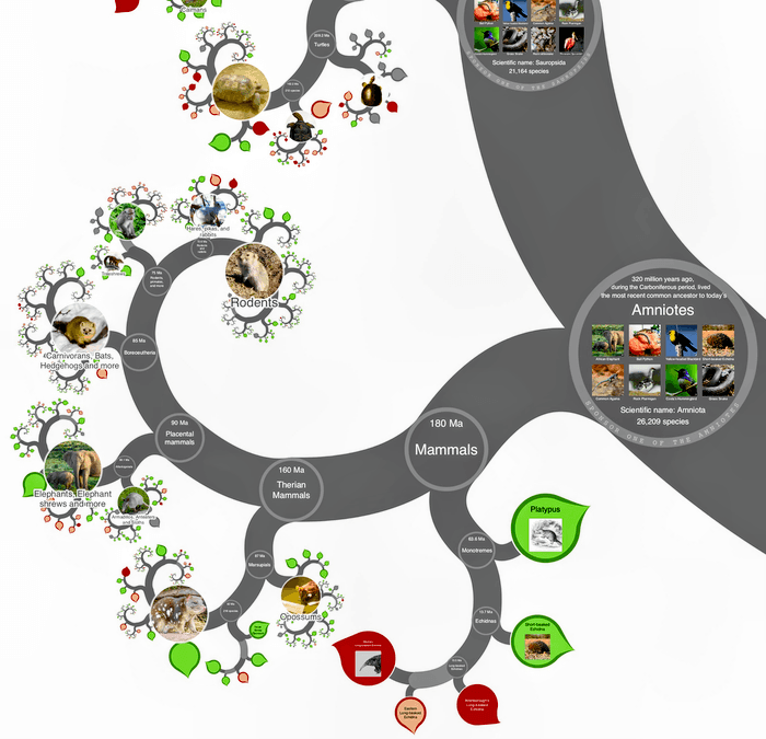 A visually stunning tree of life is available online