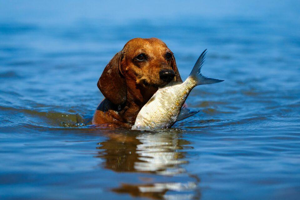 Debilitating human parasite is spread to dogs through fish