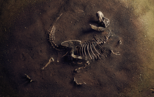 The Chicxulub Disaster