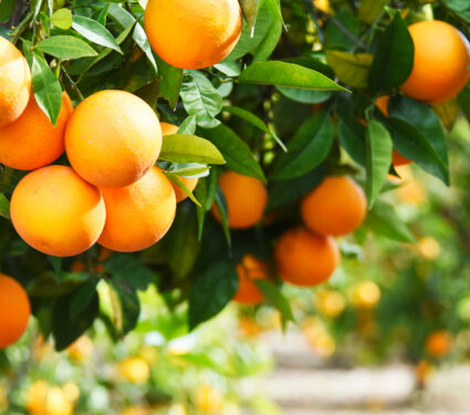 Summer,Background.,Lemon,Garden