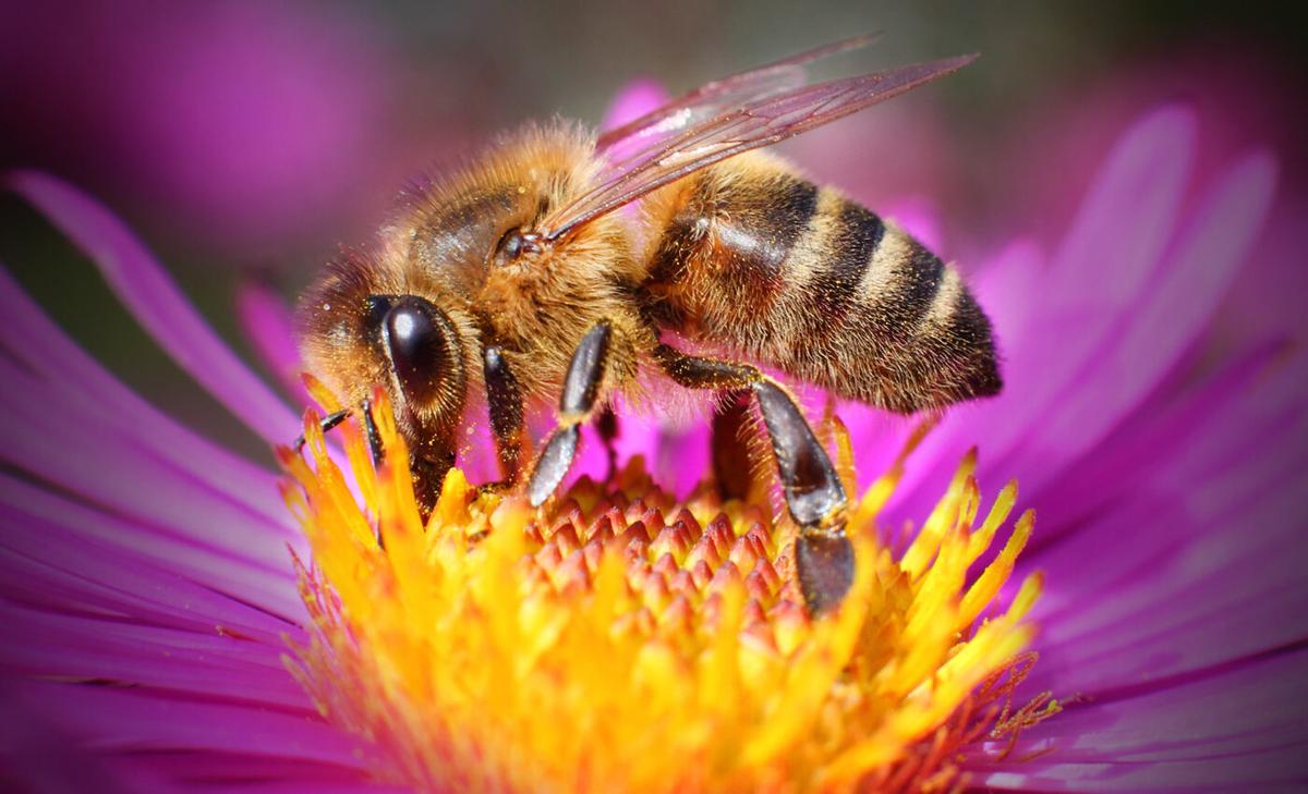 EPA sued over pesticide that is harmful to bees