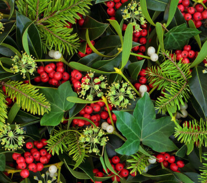 Holly,,Ivy,And,Mistletoe,Christmas,And,Winter,Greenery,Background.,Traditional