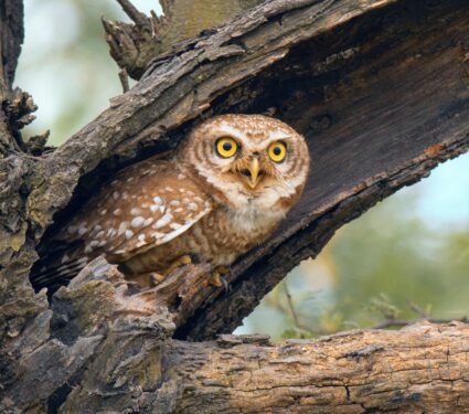 Spotted-owl.jpg