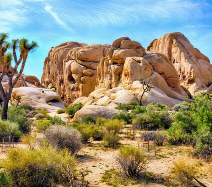 Desert-shrubs.jpg