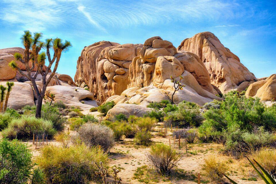 How desert shrubs have survived a megadrought