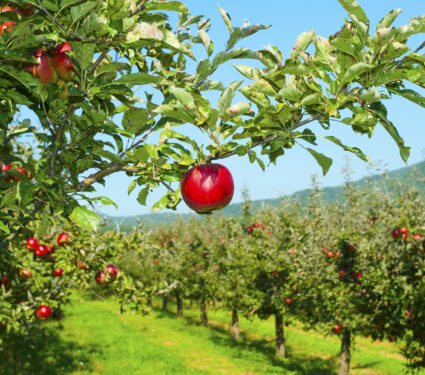 Apple,Orchard,,Ripe,Fruits,Hanging,On,Branch