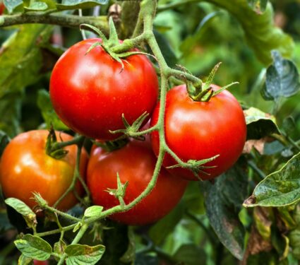 Tomato.jpg