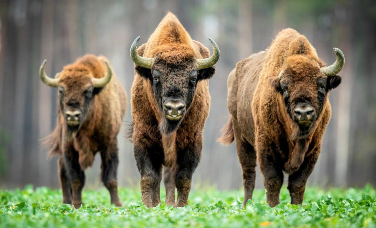 Yellowstone plans to continue bison slaughter
