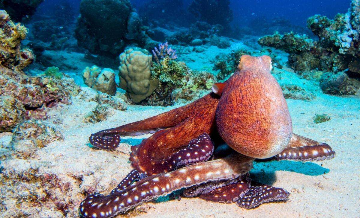 Scientists rally against the world’s first octopus farm