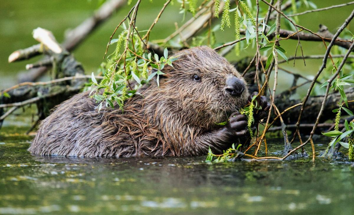Migrating beavers change the landscape of the Arctic