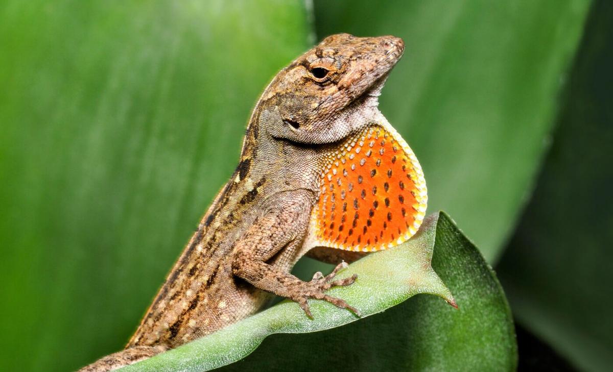 Anole lizards have lungs that develop in less than two days