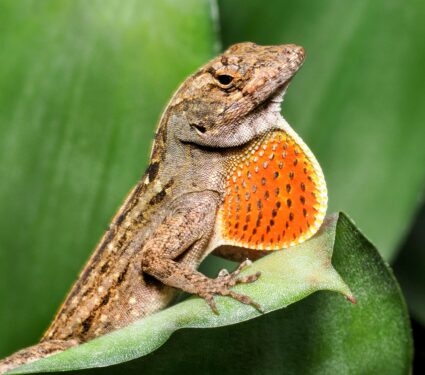 Anole-lizard.jpg