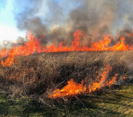 Controlled-burns.jpg