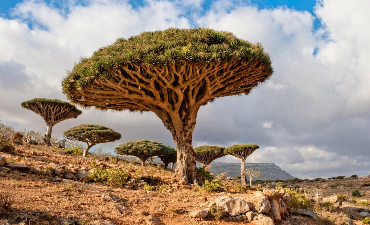 Plant traits are shaped by climate and soil conditions