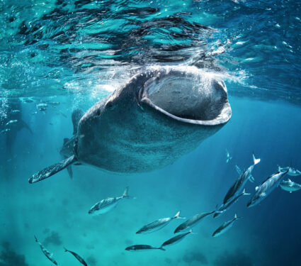 Whale,Shark,Eating,At,The,Surface,With,Fish